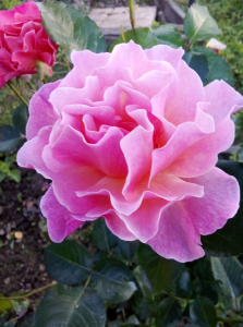 image.thumb.png.d8e12ef9fe3dfa02b1f7610d9904c7cb.png