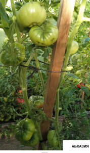 image.thumb.png.f8e8cedf245c210124020457c6d91d85.png
