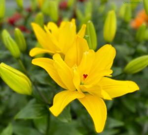image.thumb.png.f983efcdcd97acc731958510614db17b.png