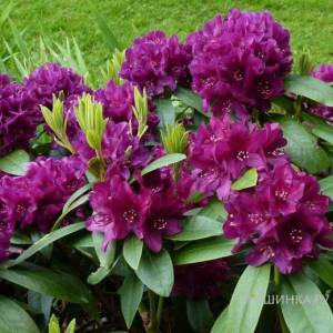 rododendron_polarnaht_garsinka_1.jpg