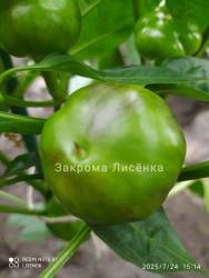 C_safeimagekit-IMG_20250724_182421.jpg
