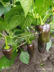 C_safeimagekit-IMG_20250724_182505.jpg