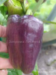 C_safeimagekit-IMG_20250724_182546.jpg