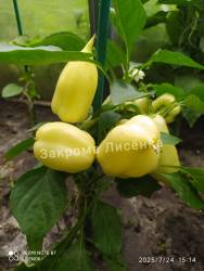 C_safeimagekit-IMG_20250724_182623.jpg