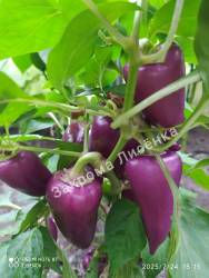 C_safeimagekit-IMG_20250724_182658.jpg
