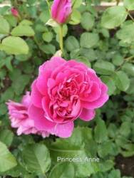 IMG_20250628_150621.jpg