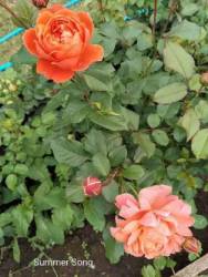 IMG_20250628_150732.jpg