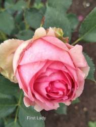 IMG_20250628_151042.jpg