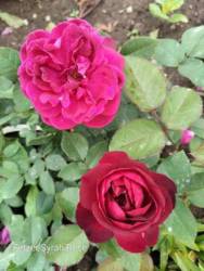 IMG_20250628_151356.jpg