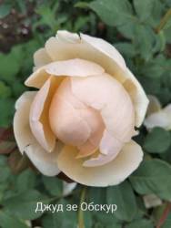 IMG_20250628_151518.jpg