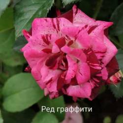 IMG_20250628_152152.jpg
