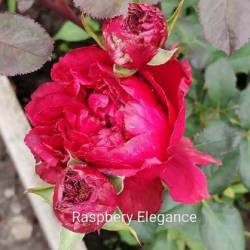 IMG_20250628_152255.jpg