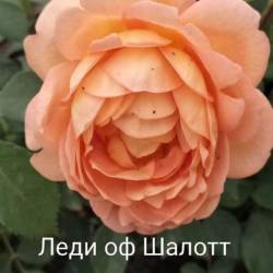 IMG_20250628_152618.jpg