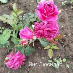 IMG_20250628_152903.jpg