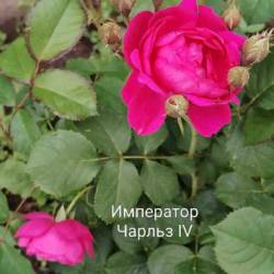 IMG_20250628_154016.jpg