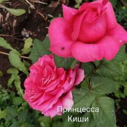 IMG_20250628_154245.jpg