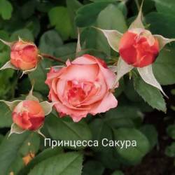IMG_20250628_154505.jpg