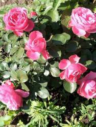 IMG_20250701_130025.jpg