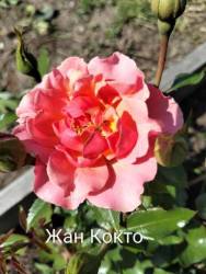 IMG_20250701_130153.jpg