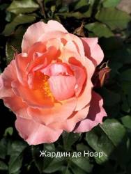 IMG_20250701_130704.jpg