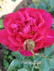 IMG_20250701_130804.jpg