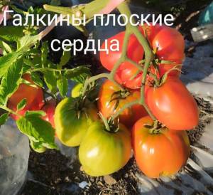 IMG_20250810_193538~2.jpg