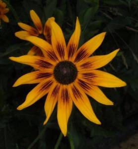 11.thumb.JPG.ff219e80b0278c0fa68617305cbb155f.JPG