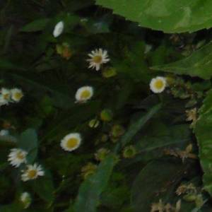 13.thumb.JPG.092f9f256745d43e7545f36cead7718b.JPG