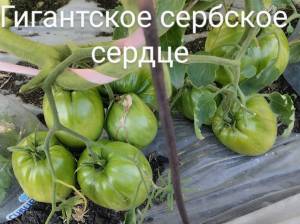 IMG_20250810_193606~2.jpg