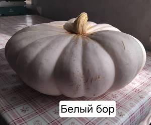 бб.jpg