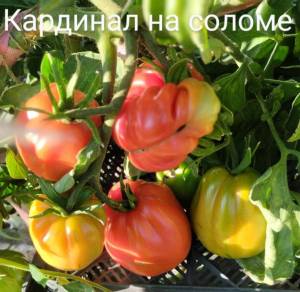 IMG_20250810_193647~2.jpg