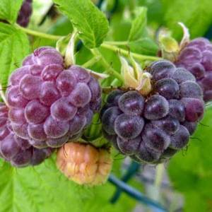 Rubus idaeus Glen Coe.jpg