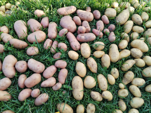 1831725043_.thumb.png.9c898e761033f1217cac3c4c8a8c86f6.png
