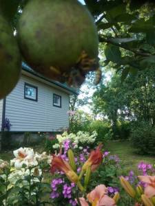 20250803_171310.thumb.jpg.f900ee08d679e3b6f0cd512ef4f6ba35.jpg