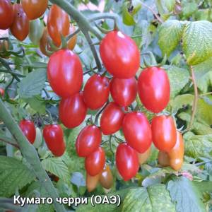 20250810_195537.jpg