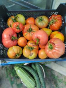 IMG_20250801_143652~3.jpg