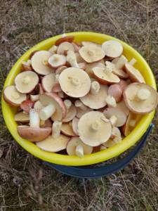 2b45b6de-278c-4372-abf8-c7675580a10f.jpeg