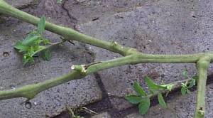 3.thumb.JPG.7972a12d7e56bf17d27b9567f03fe278.JPG