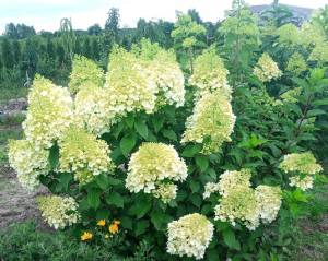 IMG_20250809_160530_240 (1).jpg