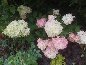 456375649_12.thumb.jpg.fff883909b7ab1390e9cf119d2d58b5f.jpg
