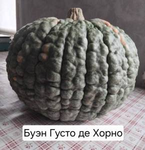 буэн густо.jpg