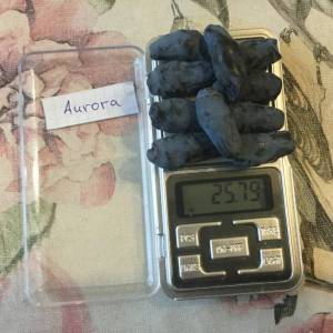 Aur_2025_1.thumb.JPG.da9dc99d6c4efb8a1a888c6e6dfaabe3.JPG