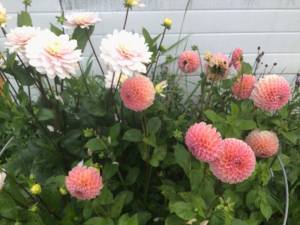 E99B330B-4533-439D-A910-46D0132F8ED8.jpeg