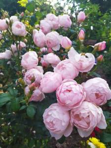 IMG-20250704-WA0002.thumb.jpg.c4bc5fffb5416c18133aa7eb1f60e639.jpg
