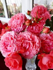 IMG-20250709-WA0008.thumb.jpg.917f590f513a47a714a00be5dfe8fcea.jpg