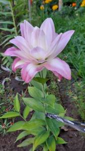 IMG-20250722-WA0002.thumb.jpg.e440a92edebfc0078c8acb1bb3c3e600.jpg