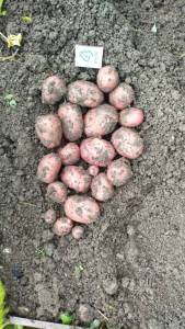 IMG-20250729-WA0029.jpeg
