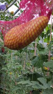 IMG-20250801-WA0018.jpeg