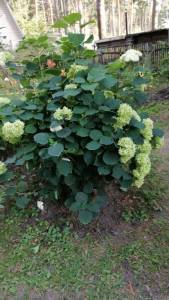 IMG-20250801-WA0056.jpg