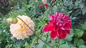 IMG-20250802-WA0002.jpeg